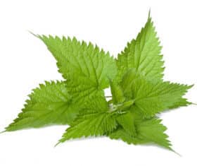 Feuilles coupées d’Ortie piquante