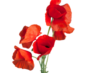Fleurs entières de Coquelicot