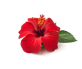 Hibiscus – fleurs